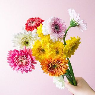 ガーベラの特性でおじぎしている花もありますが品質に問題はありません。