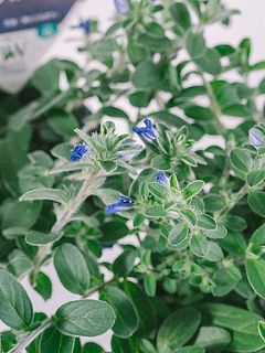 咲き終わってしまった花殻がついていることがございます。
花殻を摘み取ると蕾が咲いてきますのでお試しください。