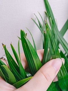 葉に傷や変色がある場合がございます。
