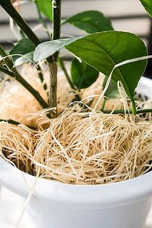土の表面をやさしくもくめんで覆うことで、水分の蒸発を抑えつつ、夏の強い日差しや冬の寒さから植物の根を守る効果も。