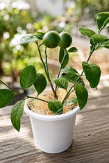 外で育てるレモンの木などにもぴったり。室内向きの植物にもおすすめです。