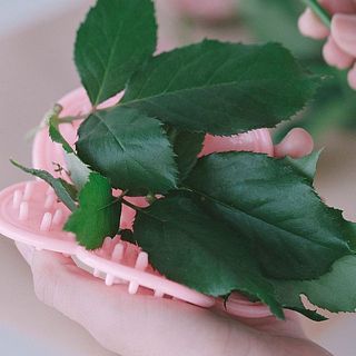 ごっそり取れて気持ちいい！葉っぱは1回でたくさん取れますが、刺は何回かに分けてやるのがおすすめ。