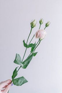 花つきには個体差があります。