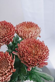 繊細な花びらが美しい✨
