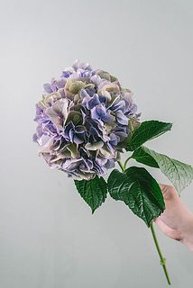 色味には個体差がございます。