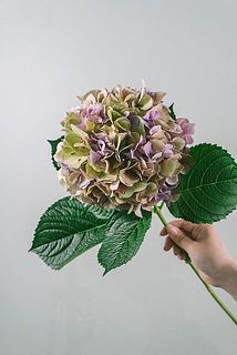 色味には個体差がございます。
