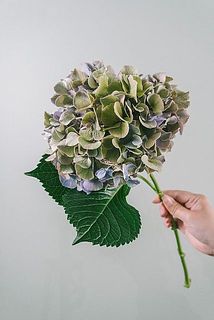 色味には個体差がございます。