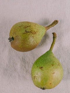 傷や変色がある場合がございます。