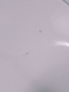 フラワーベースには製造の都合上、気泡が擦れの跡がある場合がございます。ご了承ください。