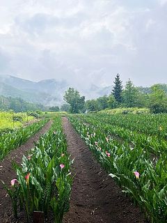 空気の澄んだ豊かな森の中で、自然の力に任せてのびのびとカラーが育ちます。🌳