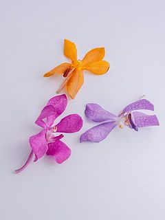 一部傷や花びらが欠けていることがございます。ご了承ください。