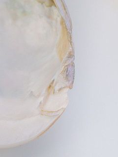 貝殻特有の凹みなどがございます。