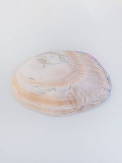 プレートの色味や形には個体差がございます。