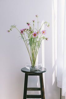 コスモスも生き生きとしている印象に。