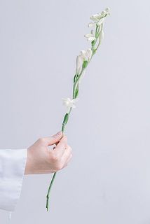 下の花から順番に咲き進みます。