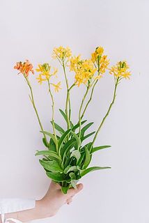 7本お届けします。
