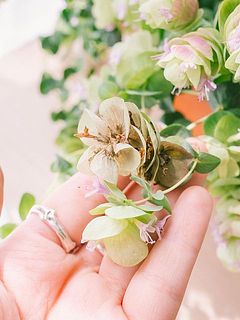 一部変色やお花が咲き終わっている場合がございます。