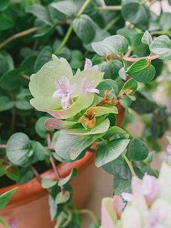 一部変色やお花が咲き終わっている場合がございます。