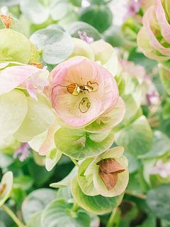 一部変色やお花が咲き終わっている場合がございます。