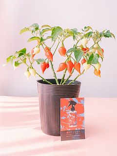 今ならIN ANGER ルームスプレー（唐辛子＆レモン）の香りのテスター付きです！