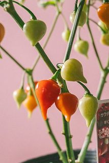 配送中に実が落ちてしまうことがございます。自然現象なのでご了承ください。