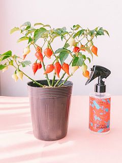 辛くない唐辛子の鉢「ビキーニョ」には今なら香りのテスター付きです！（こちらの販売ページはルームスプレーのみの販売です）