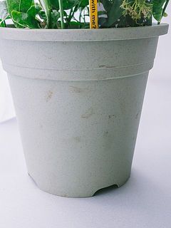 鉢が汚れていることがございます。