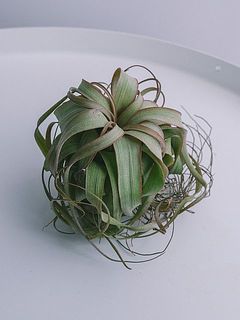 お届け例