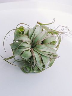 お届け例