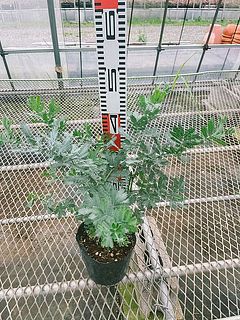 40cm〜50cmほどの背丈のものをお届け。
