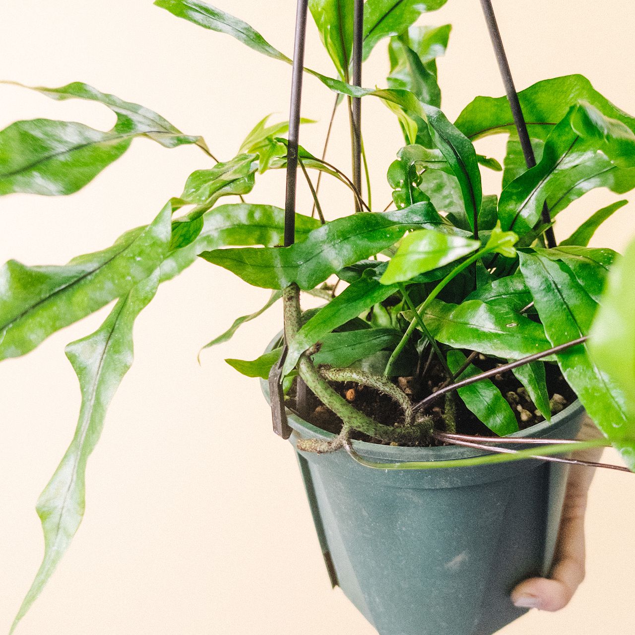 カンガルーファーン