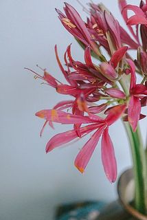 花粉は咲きはじめのうちに取り除いておくと汚れにくくなります。