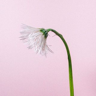 ガーベラは首が曲がっていますが、個体差のため品質には問題ありません。　
