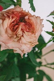 花びらに傷がついている場合がございます。