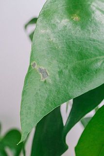 一部、葉が茶色く変色している場合がございます。
