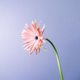 ガーベラの特性でおじぎしている花もありますが品質に問題はありません。