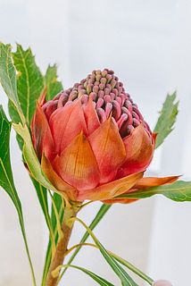 ワラタは輸入品のため、葉などが変色している場合がございます。特性としてご理解ください。