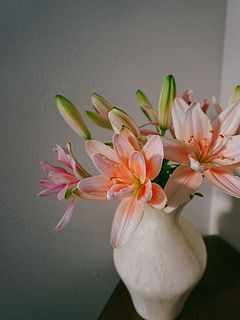 時間が経つと花色が淡く変化します。