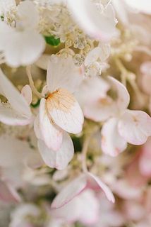 花びらに変色がある場合がございます。