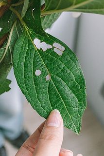 葉に傷がある場合がございます。