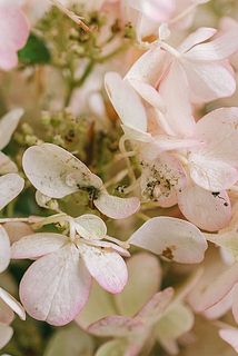 花びらに変色がある場合がございます。