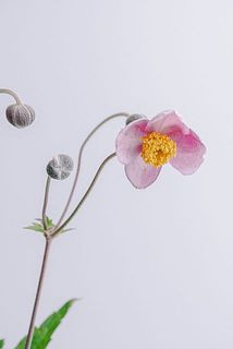 花先は大変繊細なので取り扱いには十分注意して下さい。