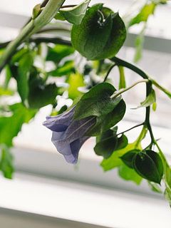 花が咲いていることも（※全ての枝にはついていません）
