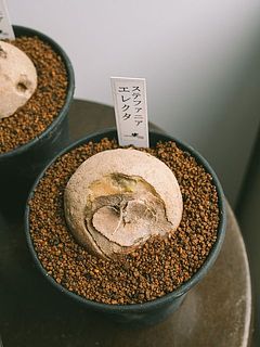 葉のつきには個体差があります。これから生えてくるものも🌱