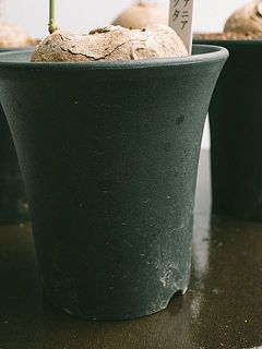 鉢には汚れがある可能性も。
