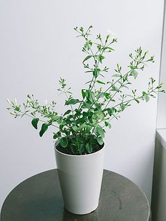 花付きや枝ぶりには個体差があります。