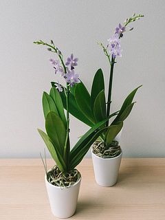 花付きには個体差があります。