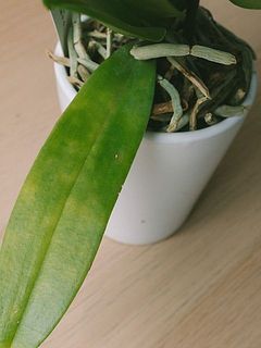 葉は一部変色している場合も。
他の葉が元気でしたら、環境に慣れてから切り取っても問題ありません。