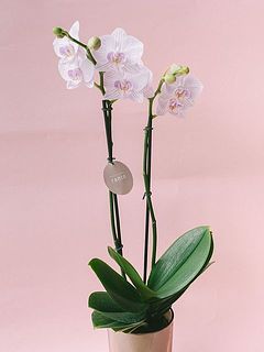花付きには個体差があります。