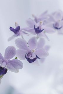 美しい花色。自然の色なんです。